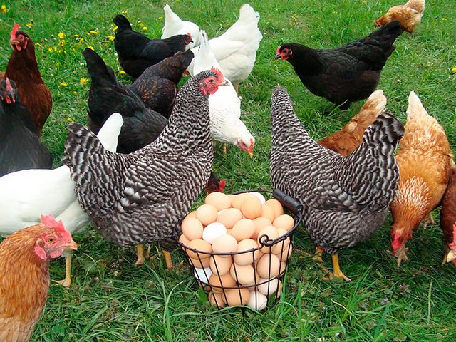 Содержание кур и уход за ними | ЗооТом - продажа, вязка и услуги для животных в Богдановиче