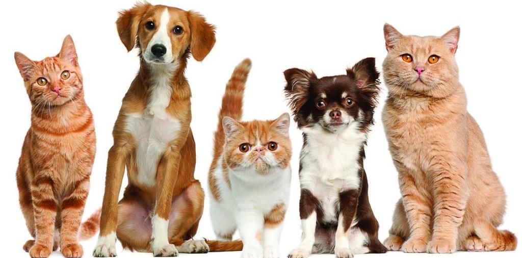 Доска объявлений о животных | ЗооТом - продажа, вязка и услуги для животных в Богдановиче