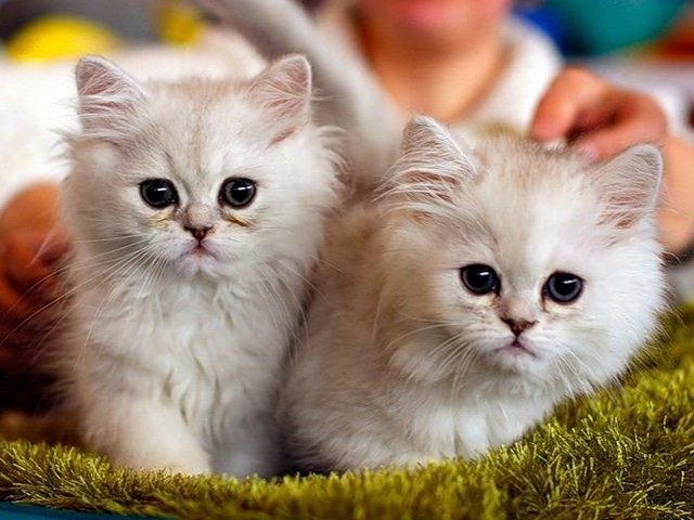 Породы кошек в Богдановиче | ЗооТом портал о животных