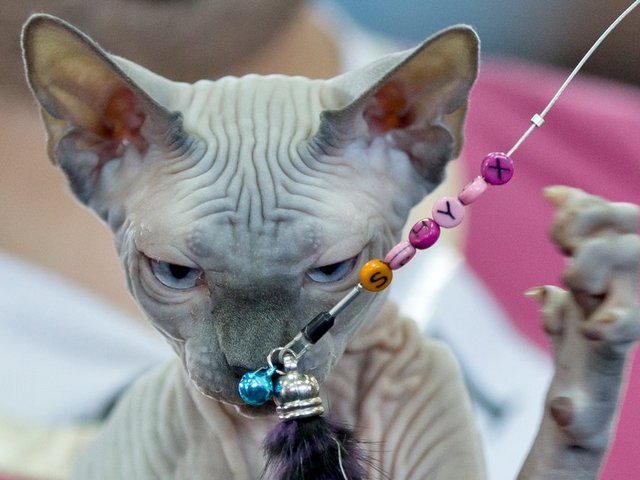 Выставки кошек в Богдановиче | ЗооТом портал о животных
