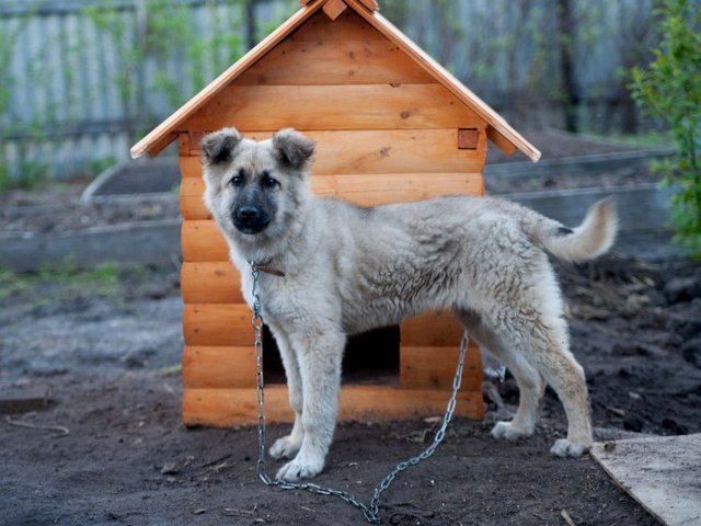 Все о собаках в Богдановиче Все о собаках в Богдановиче